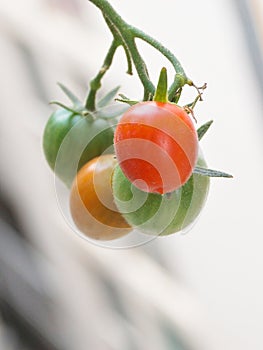Tomato in urban garden outdoors