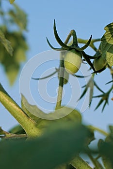 Tomato in urban garden outdoors