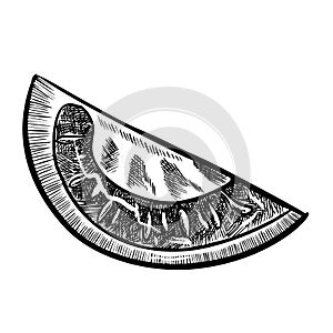 Tomato vector drawing. Sketch with sliced piece of vegetable in engraved style. Detailed illustration of vegetarian food