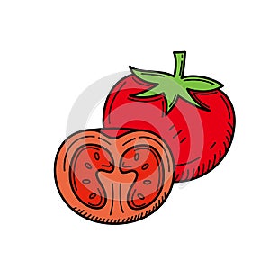 Tomato vector illustration with colored hand drawn style