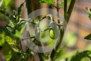 Tomato vegetable development stages, small tomato fruit growing on plant in garden