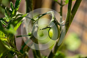 Tomato vegetable development stages, small tomato fruit growing on plant in garden