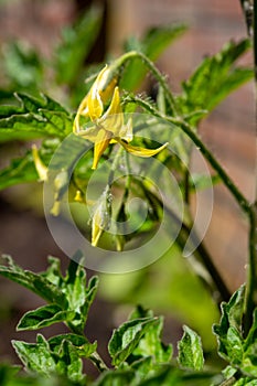 Tomato vegetable development stages, yellow tomato flowers on plant in garden