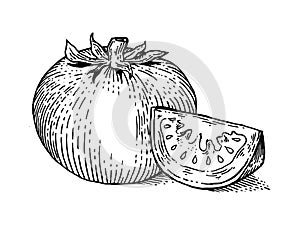 Tomato vegetable engraving style vector