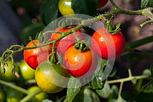 Pomodoro sul verdura giardino 