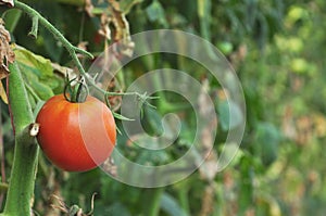 Tomato in a vegetable garden