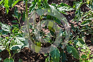 Tomato - Vegetable Garden