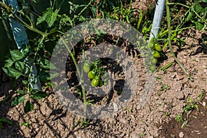 Tomato - Vegetable Garden