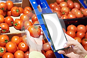 Tomato vegetable in hand and smartphone isolated white