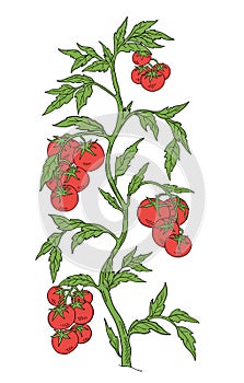 Tomato vegetable plant. Solanum lycopersicum. Vector hand drawn color sketch. Green leaves. Brightly red colored fruits