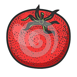 Tomato vegetable sketch vector illustration