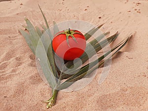 Tomato vegetarian foods in sand dunes