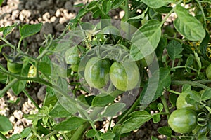 Tomato vine bearing maturing green tomatoes
