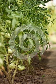 tomato vine plants growing in garden