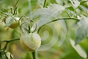 tomato vine plants growing in the garden