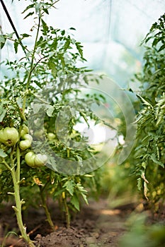 tomato vine plants growing in garden