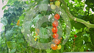 Tomato vine with red cherry tomatoes close-up. Vegetable bush in a greenhouse