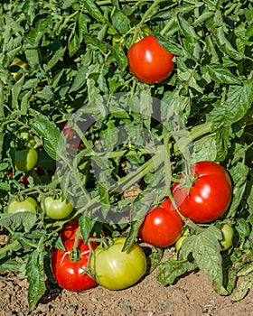 Tomato vine with red tomatoes