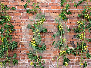 Tomato Vines Growing