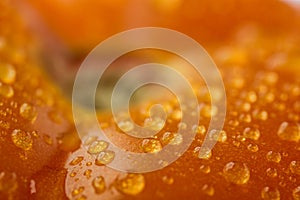 Tomato with water drops background photo