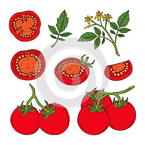 Tomato. Whole, half, slice, tomatoes on branch, with leaves and flowers. Hand drawn vector sketch