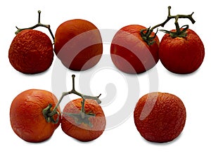 Tomato  withered on a white background,with clipping path