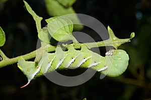 Tomato Worm