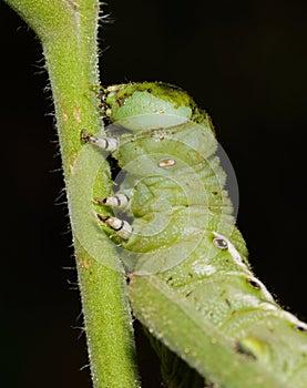 Tomato Worm
