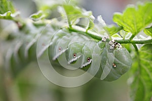 Tomato worm on plant