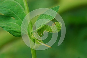 Tomato Worm on tomato plant