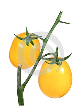 Tomato yellow, bunch isolate on a white background closeup.