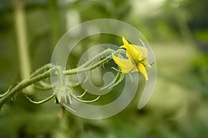 Tomato yellow flower buds blossoming