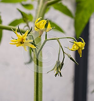 Tomato yellow flower buds blossoming