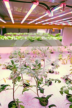 Tomato young plants grow in aquaponics system combining fish aquaculture with hydroponics, cultivating plants in water