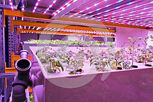 Tomato young plants grow in aquaponics system combining fish aquaculture with hydroponics, cultivating plants in water
