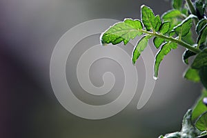 Tomatoe leaf