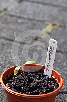 Tomatoe Plant Seedling
