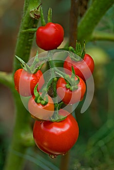 Tomatoes