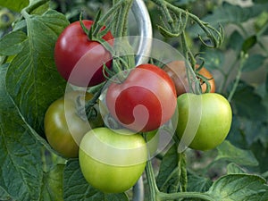 Tomatoes