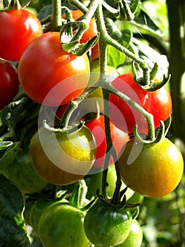 Tomatoes 14