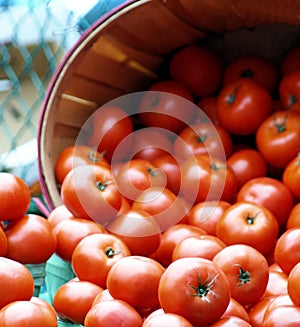 Tomatoes