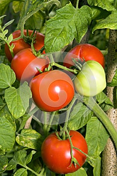 Tomatoes photo