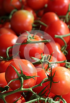 Tomatoes