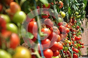 Tomatoes photo