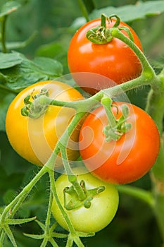 Tomatoes