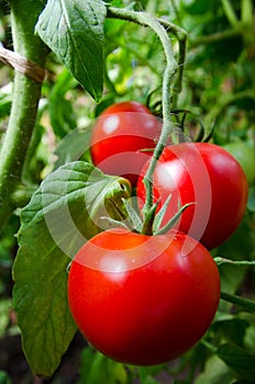 Tomatoes