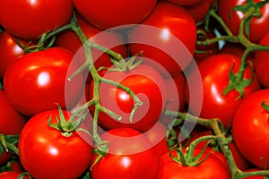 Tomatoes