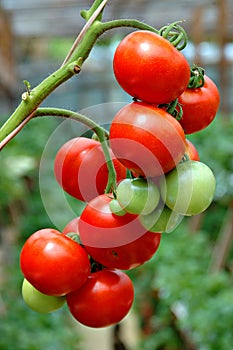 Tomatoes