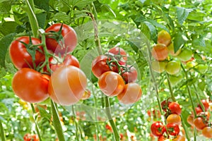 Tomatoes