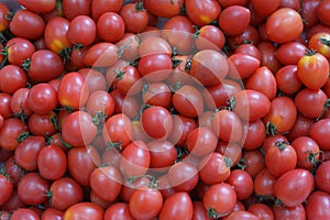 Tomatoes